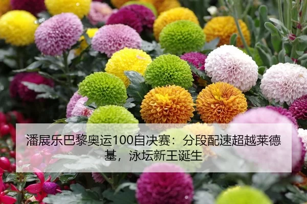 潘展乐巴黎奥运100自决赛：分段配速超越莱德基，泳坛新王诞生